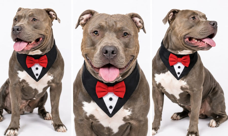 Tuxedo Bandana