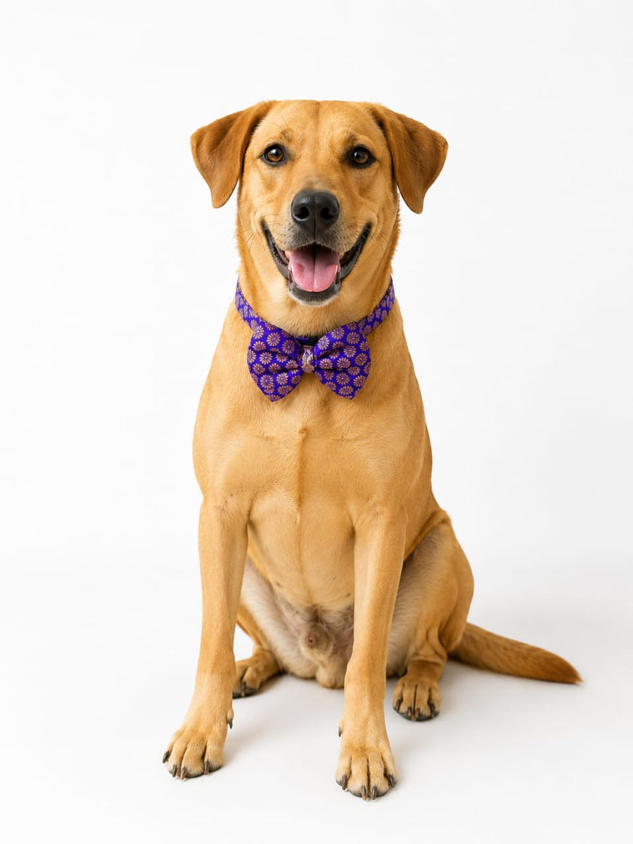 Royal Purple Festive Pet Bow Tie