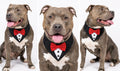 Tuxedo Bandana