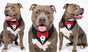 Tuxedo Bandana