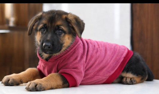 Pullover Sweater for Dogs and Cats