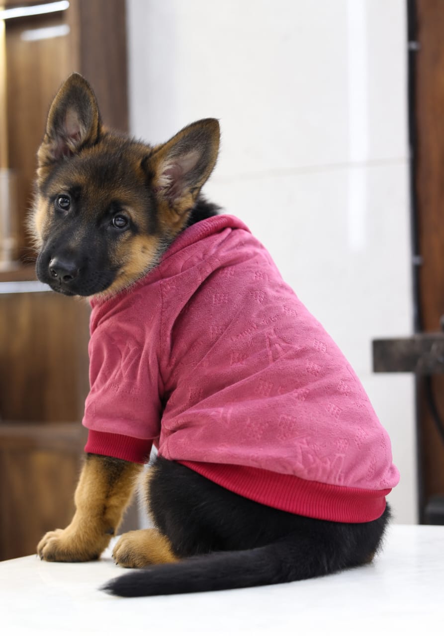 Pullover Sweater for Dogs and Cats