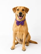 Royal Purple Festive Pet Bow Tie