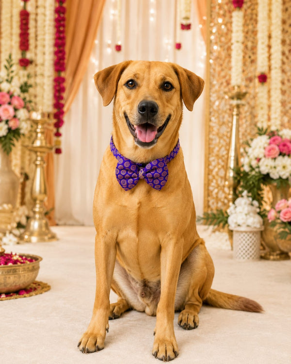 Royal Purple Festive Pet Bow Tie