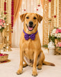 Royal Purple Festive Pet Bow Tie
