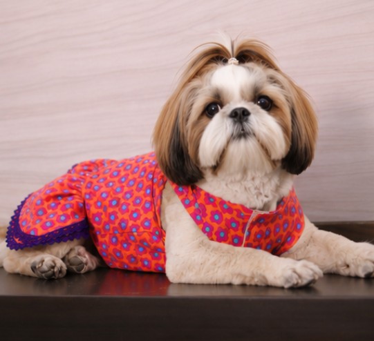 Soft Cotton Summer Outfit for Small Dogs and Cats